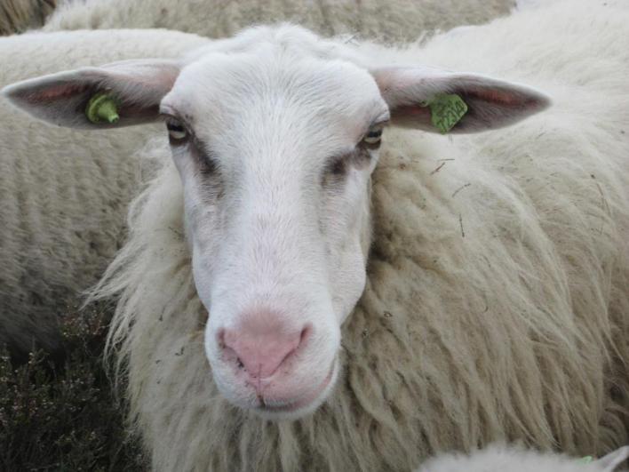 7 Schaapskudde Veluwse heideschapen De schapen van de kudde op de Lemelerberg zijn Veluwse heideschapen. Dit is een zeldzaam huisdierras, waar maar een aantal kuddes van bestaan in Nederland.