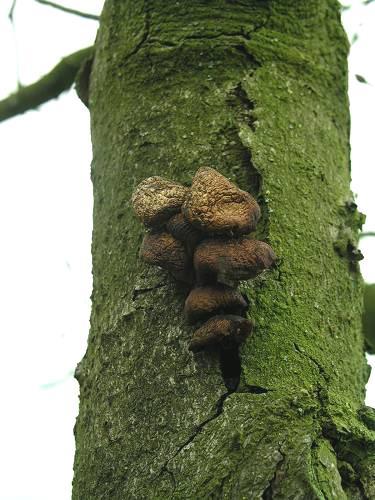 Bomen met een redelijke conditie, vormen wondreactieweefsel dat echter opnieuw geïnfecteerd kan raken.