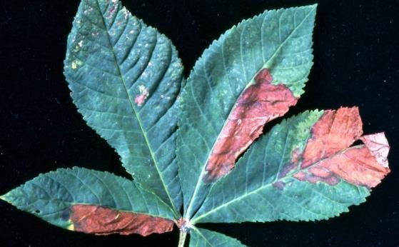 Oorzaken voortijdig bruin verkleuren van de bladeren. Bladvlekkenziekte ( Guignardia aesculi). Bladvlekkenziekte wordt veroorzaakt door de schimmelsoort Guignardia aesculi.