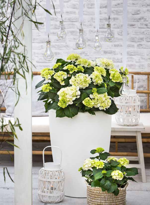 DE WITTE Wit met Pit TUIN Witte bloemen hebben als extra voordeel dat ze in de avond licht lijken te geven. De kleur wit weerkaatst namelijk al het licht.