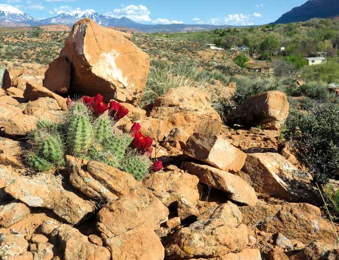 Afb. 10: Echinocereus triglochidiatus subsp. mojavensis op rode zandsteen in Moab, NM Wat kunnen we leren van deze resultaten? In elk geval dat bims snel aan het oppervlak opdroogt.