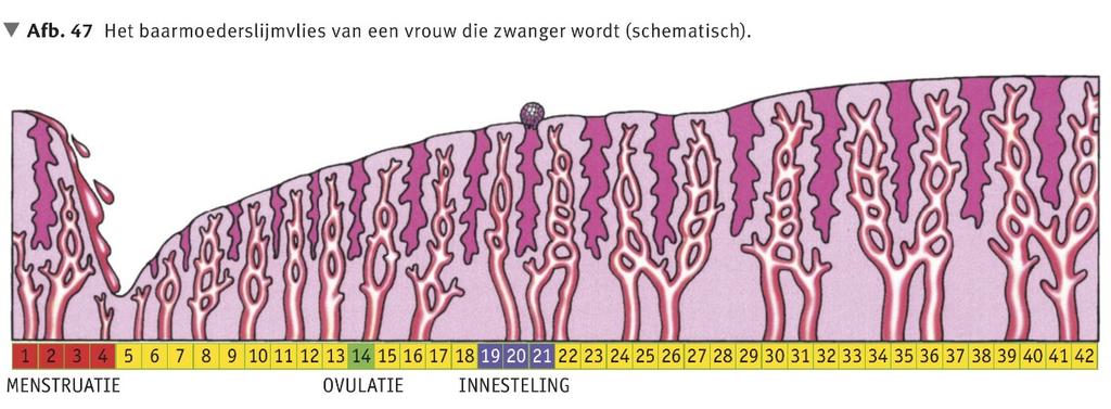 Hieronder zie je de menstruatiecyclus van een vrouw die zwanger is. Vraag 1.d: Welk verschil valt je op met de menstruatiecyclus van een vrouw die niet zwanger is?