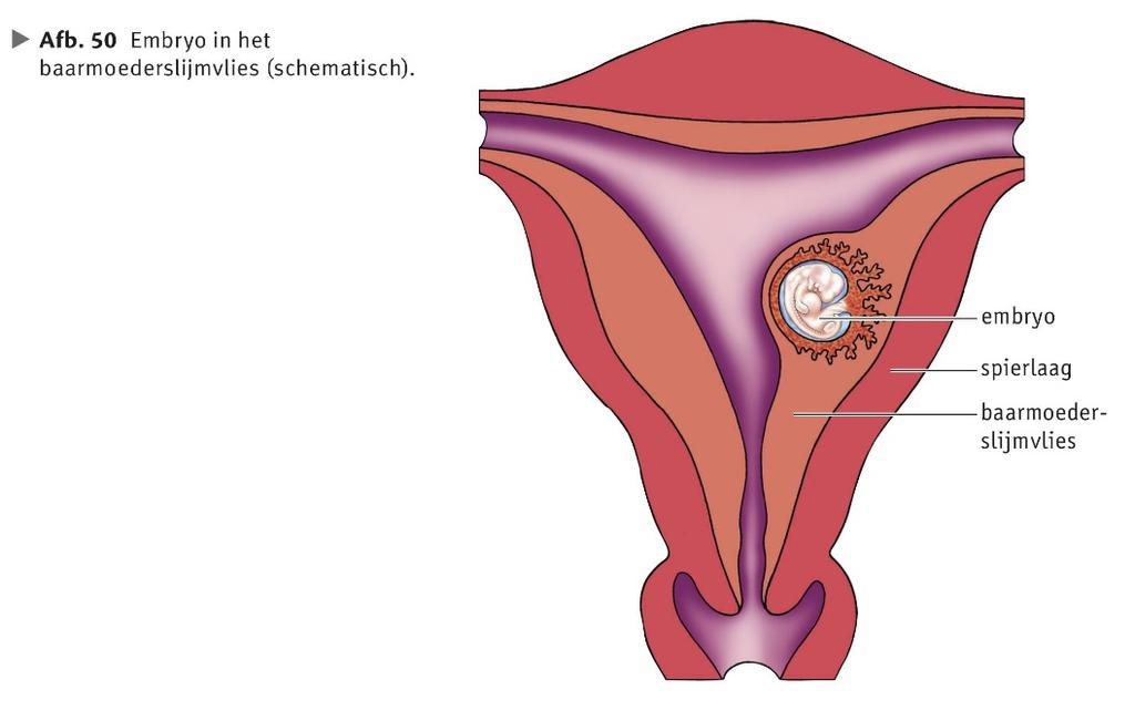 Zo'n embryo haalt alle voedingsstoffen uit het baarmoederslijmvlies in de