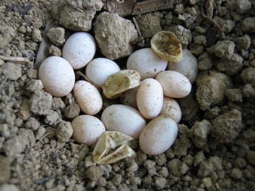 Voortplanting Als de leguanen ongeveer anderhalf jaar oud zijn, kunnen de leguanenvrouwtjes al eieren leggen.