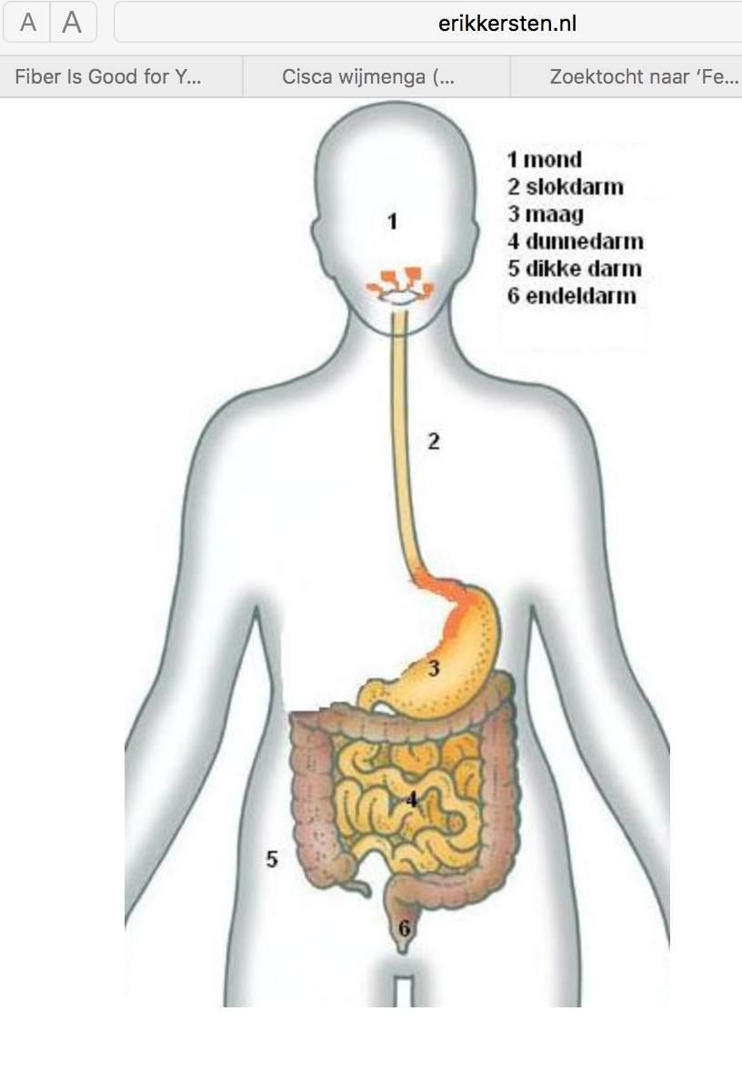 De maag vormt een natuurlijke barrière tegen schadelijke bacteriën Barrière functie: zure omgeving (Ph