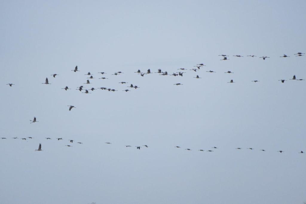 Diepholz, Duitsland Voorjaar met Kraanvogels!