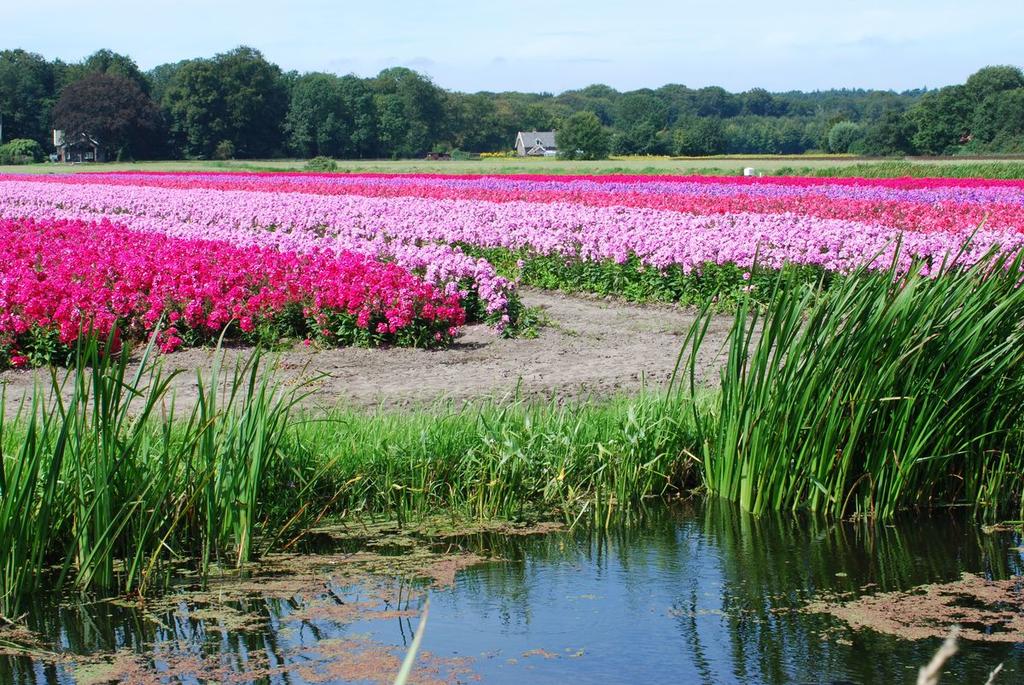 Stichting Westelijk Tuinbouwgebied Haarlem Wim