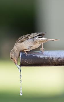 EEN IJSJE VOOR DE DORST Zorg het hele jaar door dagelijks voor schoon water. In de winter, bij vorst, kan je het vogelbad van tijd tot tijd vullen met lauw water.