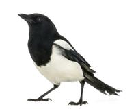 Wie vliegt daar? Opmerkelijke nestbouwers Veel vogels in de tuin zijn eigenlijk bosvogels, die graag in boomholten nestelen.