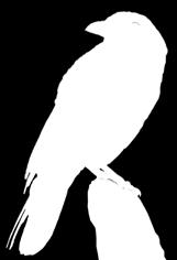 ZWARTE KRAAI 44-51 cm Grote, intelligente vogel met forse