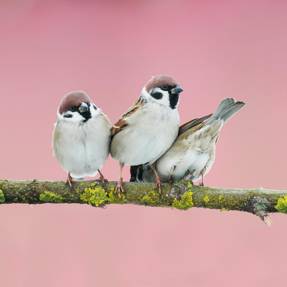 Tel de vogels in je tuin tijdens Het Grote Vogelweekend Elke winter organiseert Natuurpunt de grootste vogeltelling van Vlaanderen.