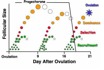 Grootte van de follikel 3 folliculaire golven 2 golven 3 golven 1e golf Dag 0 Dag 0 2e golf Dag 9-10 Dag 8-9 3e golf / Dag 15-16 ovulatie Dag 21 Dag 23 Dagen na ovulatie pinken koeien 2 golven 55.