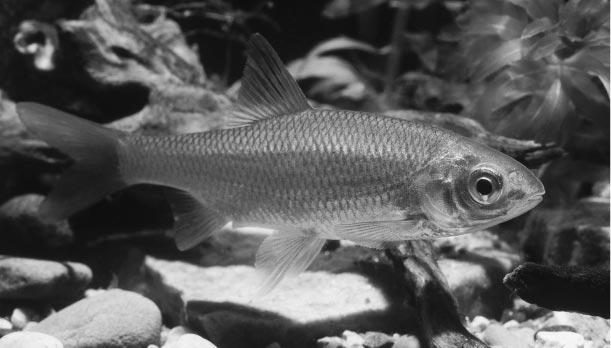 18 14 5(2) 2002 Blankvoorn. vang je grote mobiele pelagische vissoorten, met sleepnetten daarentegen voornamelijk bentische vissoorten en met een planktonnetje alleen maar kleine vislarven.