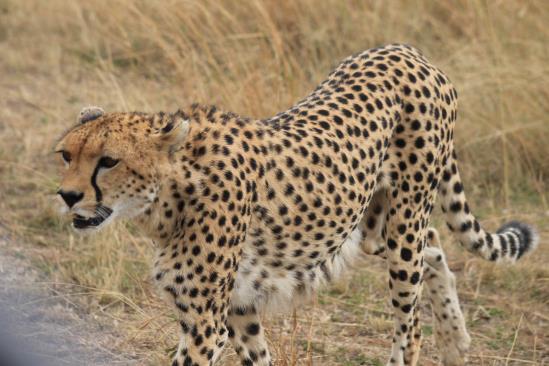 Dag 5 Volle dag Masai Mara Vandaag ga je een volledige dag safari doen in een van de beroemdste reservaten ter wereld en breng je een bezoek aan de Mara River, waar de jaarlijkse