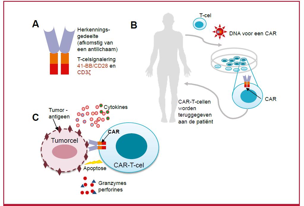 CAR-Tcellen,