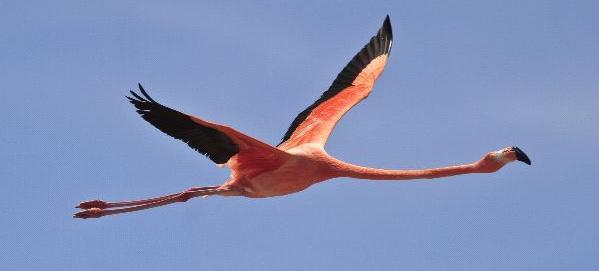 Vogels Flamingo s zijn vogels. Net als bijna alle vogels kunnen flamingo s vliegen. En dat kunnen ze heel goed, want de flamingo kan in 1 avond heel ver vliegen.