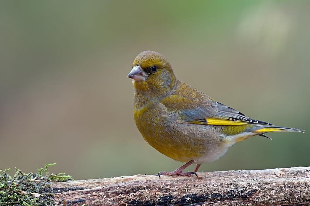 Besmettelijke vogelziekte 'het geel' in meerdere regio's In verschillende delen van het land zijn dode vogels gevonden met de besmettelijke vogelziekte 'het geel'.
