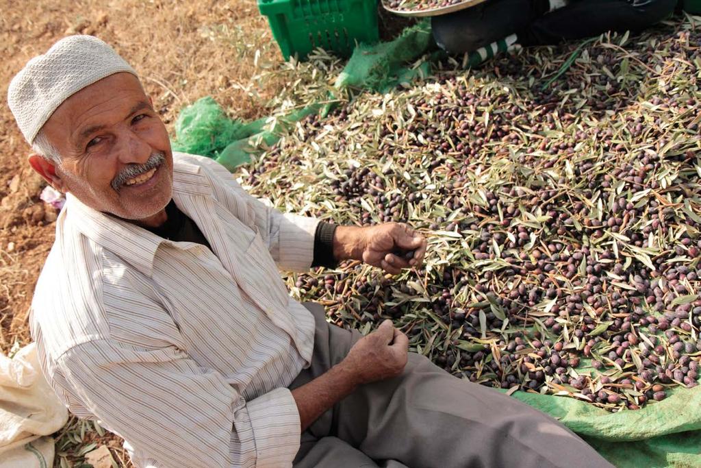 REPORTAGE IN PALESTINA Landbouwers in conflictgebieden ondersteunen Canaan is een Palestijnse onderneming die fairtrade-olijfolie verwerkt en uitvoert en die 1.300 landbouwers ondersteunt.