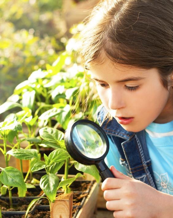 Introductie Kerndoel 40: De leerlingen leren in de eigen omgeving veel voorkomende planten en dieren onderscheiden en benoemen en leren hoe ze functioneren in