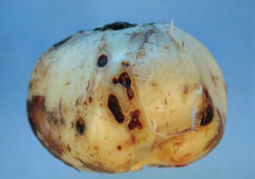 ALLIUM Fusarium Fusarium avenaceum (Fr.: Fr.) Sacc. Na het rooien zijn op de bollen kleine tot grote onregelmatig gevormde donkerbruine ingezonken vlekken zichtbaar onder de huid [Allium 2].