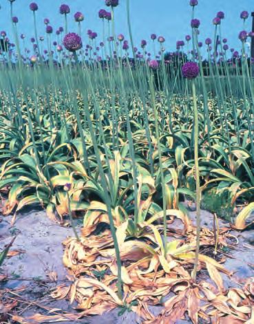 Deze aantasting wordt veroorzaakt door Fusarium avenaceum. Allium 2 - Fusarium Maatregelen plantgoed uitzoeken voor het planten; bollen ontsmetten volgens geldende adviezen.