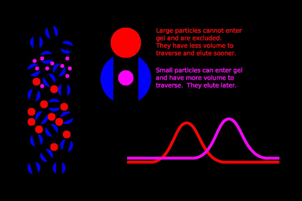 Chromatografie is een goede keuze voor scheiding peptiden Scheiding kan op basis van lading, grootte,