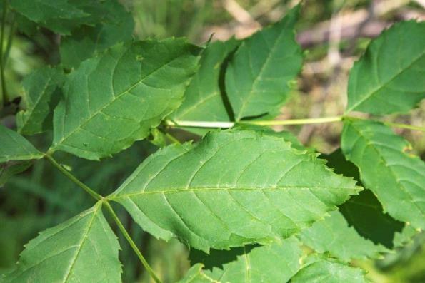 Wat is essentaksterfte? Essentaksterfte is een ziekte die wordt veroorzaakt door de schimmel (vals wit bladvlieskelkje, Chalara fraxinea).