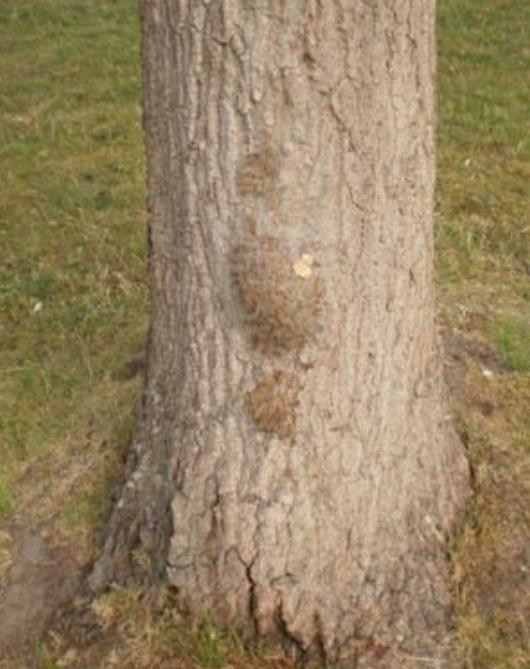 4. Aantastingen door organismen (ziektes) Rupsen en Brandharen Beschrijving Rupsen horen van nature bij bomen en hebben een ecologische waarde. De gemeente laat rupsen ook gewoon in de boom zitten.