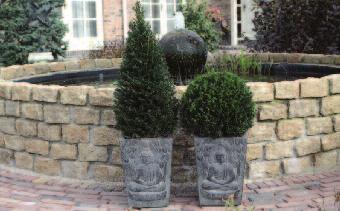 60-70 Plantmaat: 60-70 cm Potmaat: Ø 26 cm Hoogte: 75-80 cm CC: 3 x 12 x 1 ED: 1 x 2 Taxus haag 60-80 cm Art. nr: TAX001.