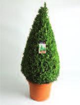 Buxus pyramide 30-35 cm Art. nr: BPG119 Art. nr: BPG119.Z Pyr.maat: 30-35 cm Pyr.