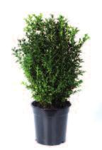 x 8 ED: 1 x 8 Buxus struik 40-50 cm Art. nr: BPG221 Art. nr: BPG221.Z Str.