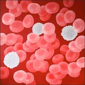 Witte bloedcellen leven gemiddeld twee dagen en bloedplaatjes leven maar tien dagen.