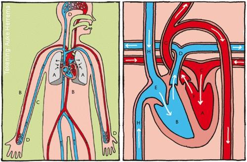 A. Longen B. Slagaders (rood) C. Aders (blauw) D. Haarvaten A. Linkerkamer B. Rechterkamer C. Bloed vanuit de longen D. Bloed naar de longen E. Bloed vanuit het lichaam F. Bloed naar het lichaam G.