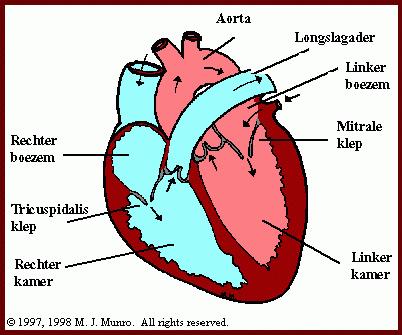 Na de stofwisseling in de haarvaten stroomt het zuurstofarme, donkerrode bloed via de aders weer terug naar het hart. In de aders is de bloeddruk lager en stroomt het bloed trager.
