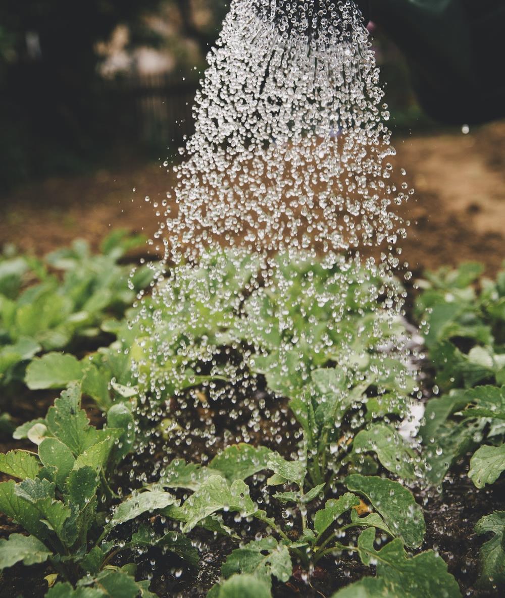 WATERBESTENDIGE TUINEN Probleem: In de toekomst kan het gebrek aan waterbestendige tuinen leiden tot wateroverlast, een afname van insecten en