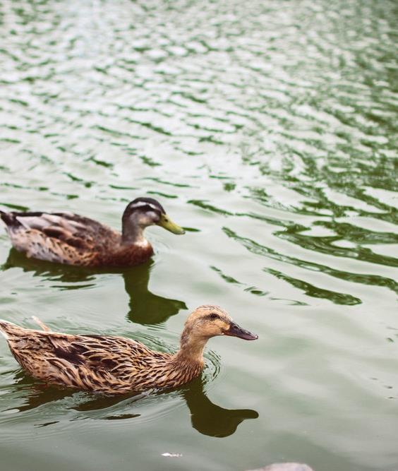 EENDEN VOEREN Probleem: Door eenden voeren neemt de voedselrijkdom van watergangen toe.