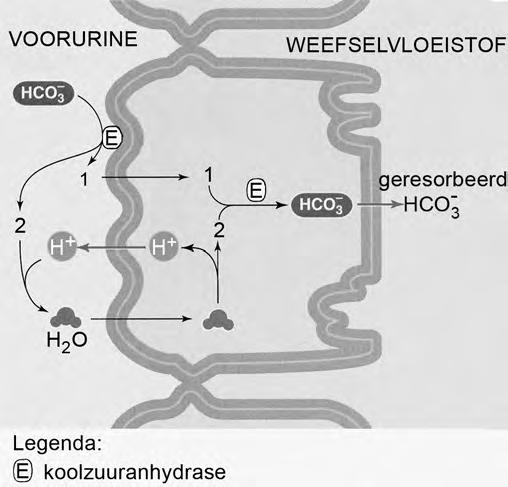 Een veel gebruikt medicijn om een snellere aanpassing aan hoogte mogelijk te maken en daardoor de kans op hoogteziekte te verkleinen, is acetazolamide. Acetazolamide remt het enzym koolzuuranhydrase.