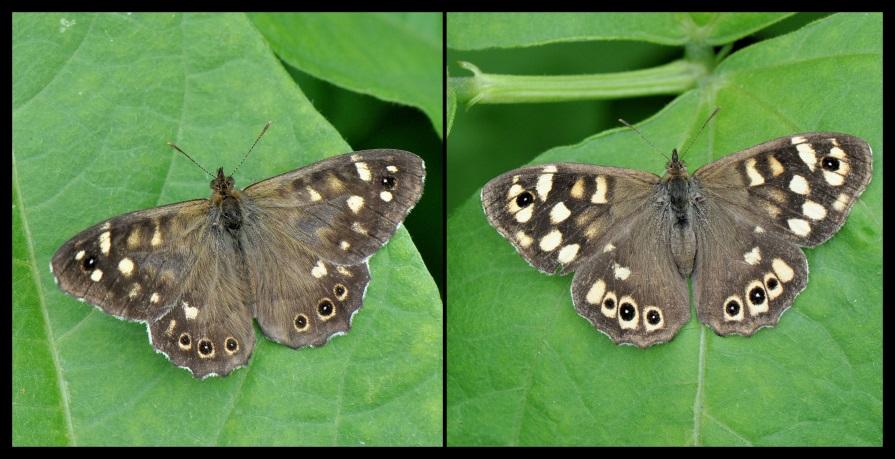 Gelukkig scheen laat in de middag af en toe nog even de zon en kon ik de vlinder goed fotograferen. Maar verder was de oogst zeer beperkt en dus ging ik woensdagmiddag nog even weer op onderzoek.