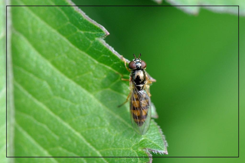 De gewone driehoekzweefvlieg (8 mm) is een in ons land algemeen voorkomend zweefvliegje. De larven zijn rovers en aaseters in de strooisellaag.