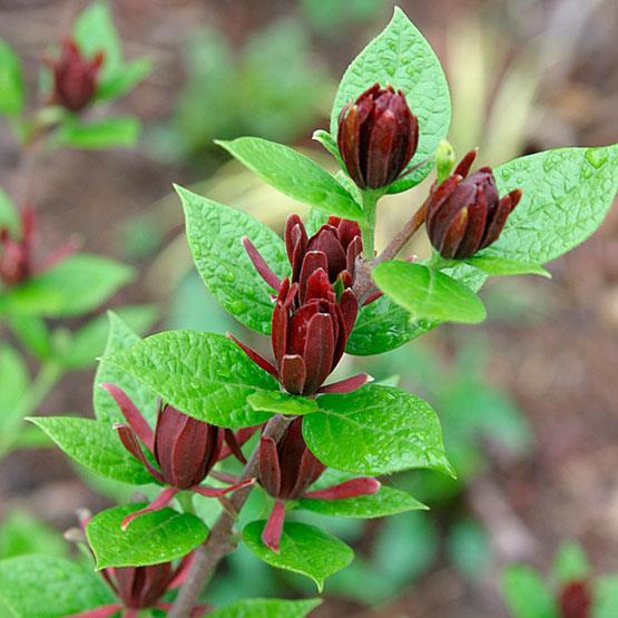 Specerijstruik - Calycanthus-floridus Ter herinnering aan iemand die van zomer(-fruit) hield en voor wie de zomer als meest fijne periode van het jaar was.