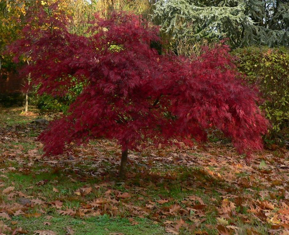 Japanse esdoorn Acer palmatum Atropurpureum' Ter herinnering aan iemand die van de zomer hield, opviel in de massa door uiterlijk en innerlijk.