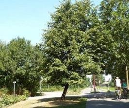 Groen - boom - opkroonhoogte wegtype 6-7 O O M - O PK R O O