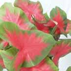 Caladium Candidum Jr. Caladium Cardinal Caladium (Fancy leaf) } Aaron wit met groene rand, import........... 30-60 Brandywine rood met groene rand, import.