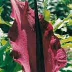 .............................. 25 V-VI I 250, Dracunculus Dracunculus vulgaris vulgaris Elisena (syn. Arum dracunculus), purper, import.
