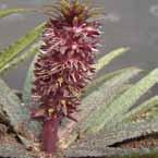 ................................... 40-50 VII-VIII 16/op 1500, Eucomis autumnalis Eucomis Montana Montana wit met purper hart, groenbladig.