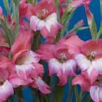 Gladiolus (kleinbloemig) Albus colv. M wit................................. 70 VII 10/op 66, 9/10 61, 8/9 53, 7/8 34, Amanda Mahy nan.