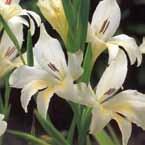 Gladiolus Charm Gebruikte afkortingen: colv. = colvillei V = vroeg(bloeiend) nan. = nanus M = midden(bloeiend) prim.