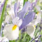 Iris hollandica (vervolg) Beauty Iris Iris Cream Beauty Cream Beauty meerkleurig, crème-geel-wit.