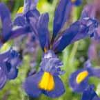 Iris hollandica (vervolg) Andere Iris Mount Everest wit.