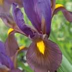 ................... 50-65 VI-VII 8/op 60, 7/8 45, 6/7 30, Gemengde Iris Beauty Super Mix mengsel van 10 Beauty soorten.